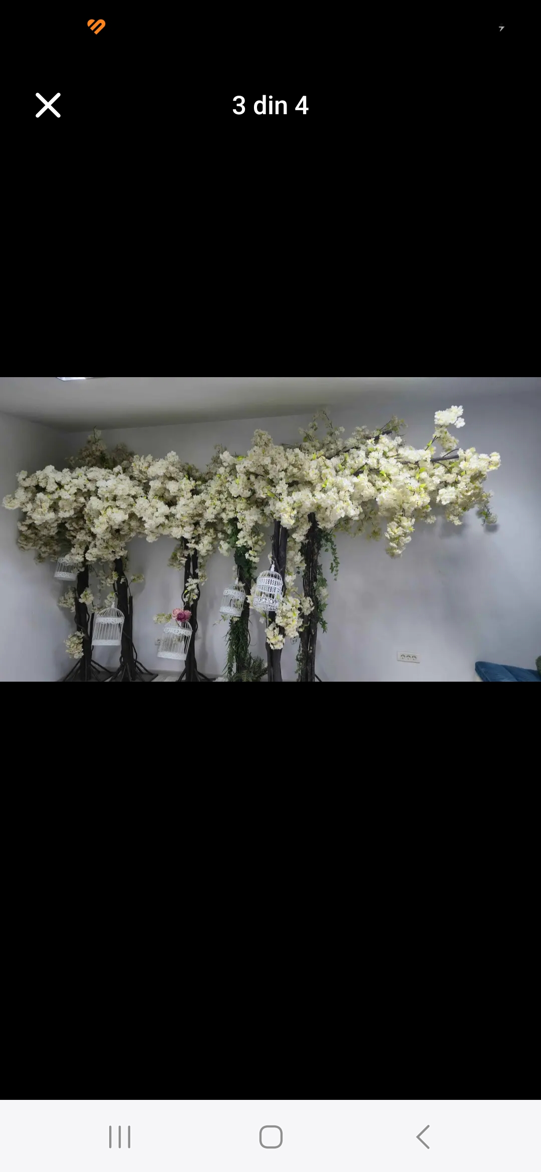 Copaci, plante decorative - Imagine 2