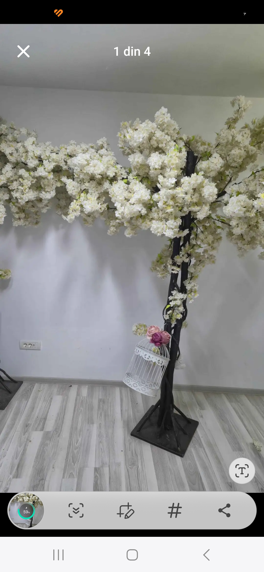 Copaci, plante decorative - Imagine 3