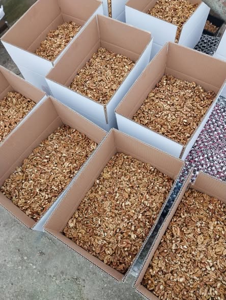 Miez de nuca de vanzare producție 2025