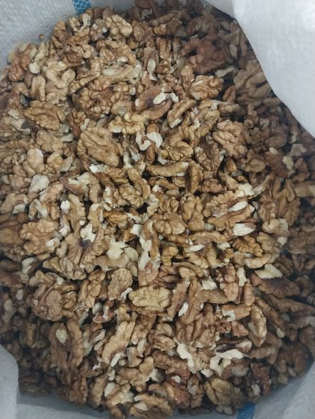 Miez de nuca de vanzare producție 2025 - Imagine 2