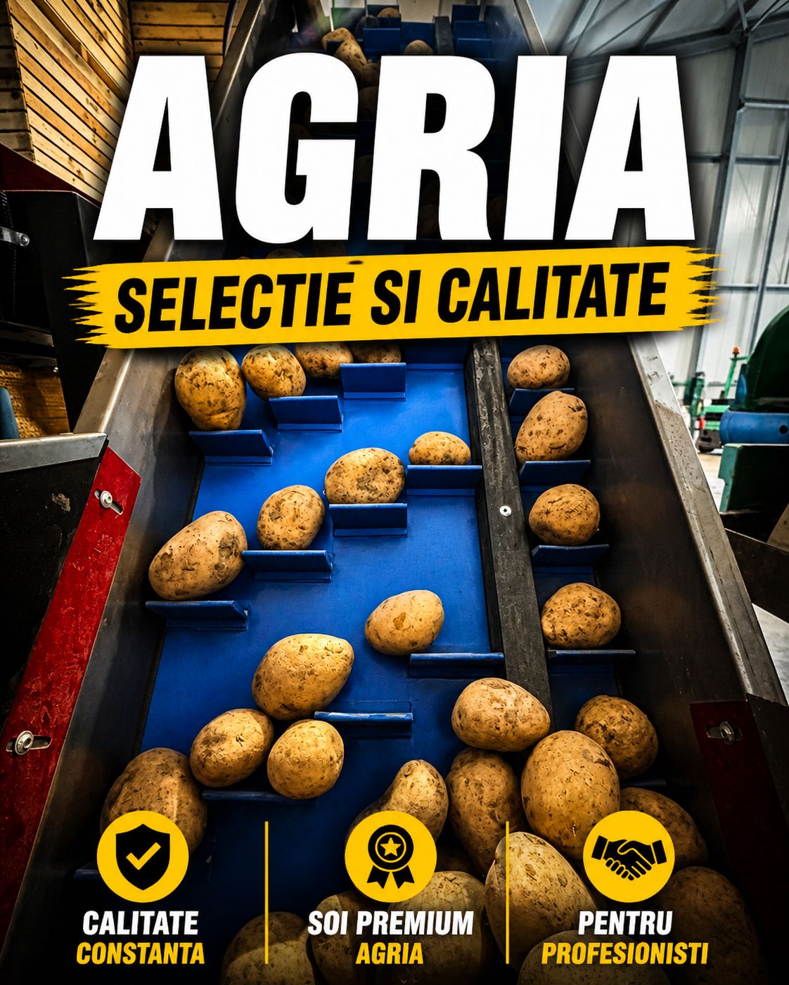 Cartofi AGRIA pentru HoReCa si procesatori – calitate premium, livrare rapida