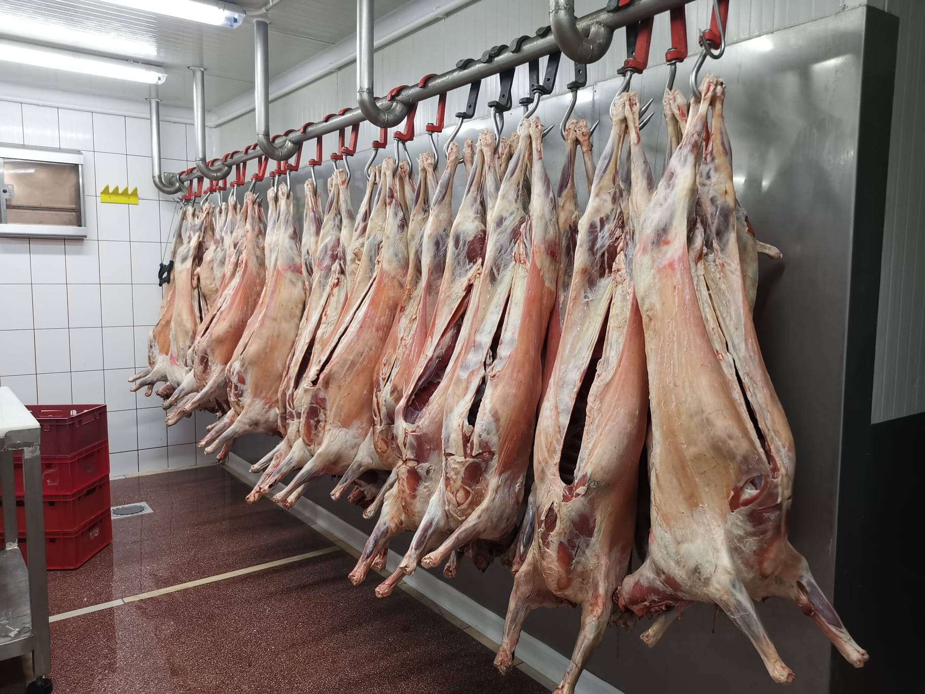 Carcase de porc si carne proaspata pentru HoReCa - furnizor macelarie, restaurante si procesatori