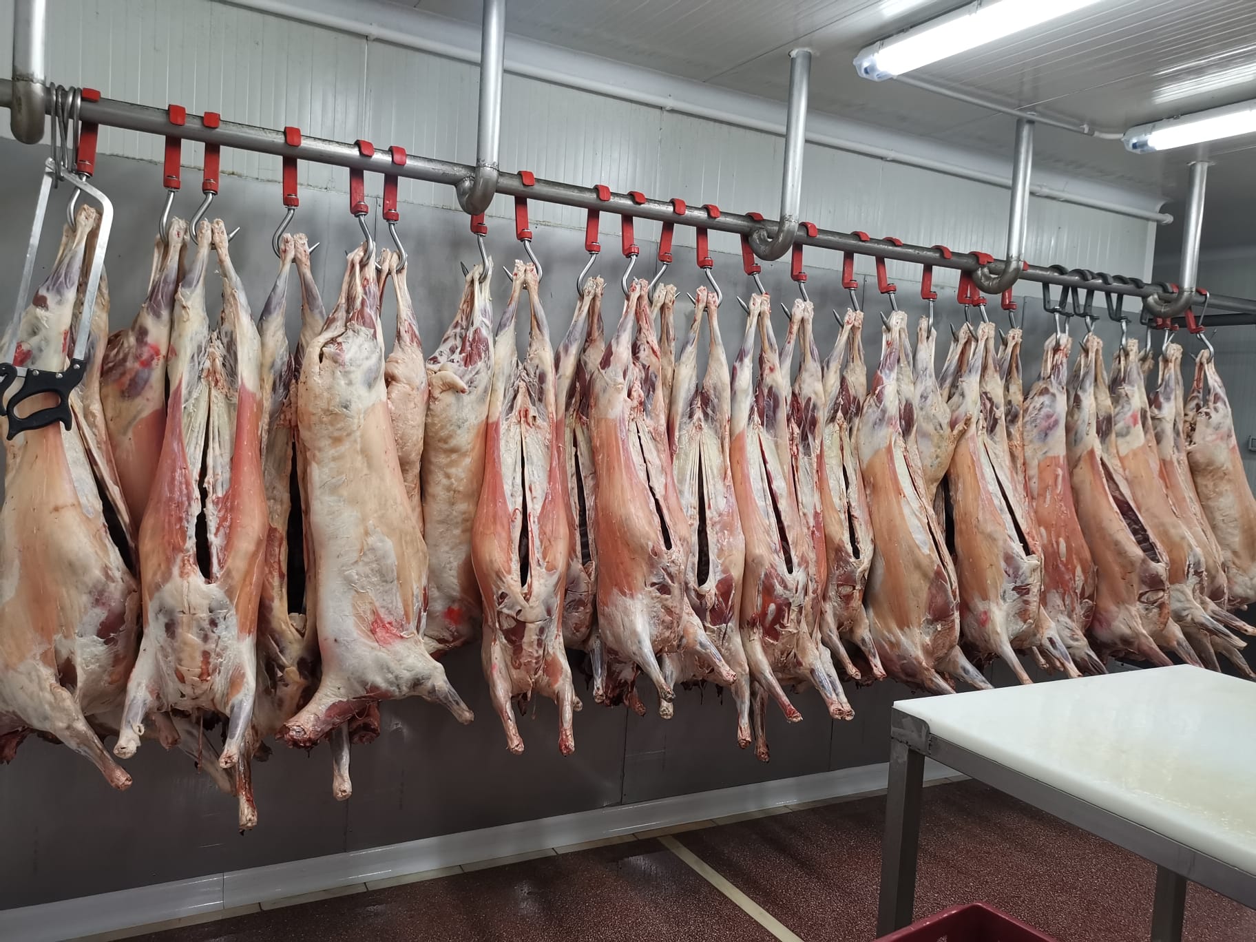 Carne proaspata de porc, oaie, vita productie proprie pentru restaurante, macelarii si procesatori
